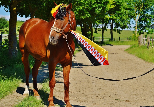 这是维特斯 这是维特斯